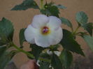 DSCF4178