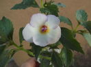 DSCF4179