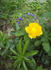 Smooth Buttercup