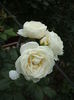 DSCF1252