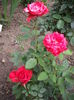 DSCF1276