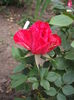 DSCF1280