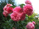DSCF1565