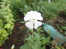 lychnis chalcedonica