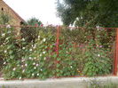 DSCN2953