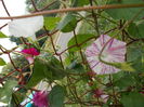 DSCN2952