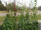 DSCN2942