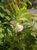 DSCN2939