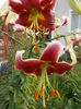 DSCN2923