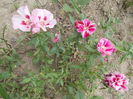 DSCN2881