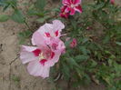 DSCN2880