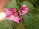 DSCN2866