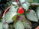 episcia
