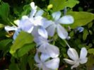 plumbago albastru