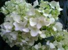 hortensie roz