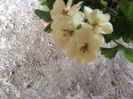 Galbena