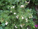 potentilla Princess