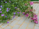 Perennial Blue in a romantic mood