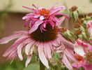 echinacea Doubledecker