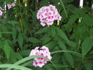 phlox Bright Eyes