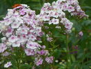 phlox Picasso