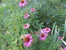 echinacea