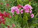 phlox Babyface