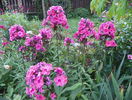 phlox Magical Dream