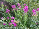phlox de la mama