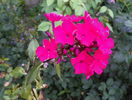 phlox Starfire