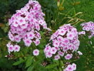 phlox Flamingo