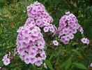 phlox Flamingo