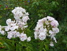 phlox All in one