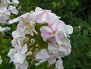 phlox All in one