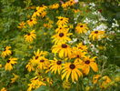 rudbeckia Goldsturm
