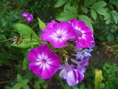 phlox Wilhelm Kesselring