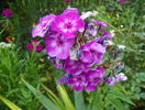 phlox Laura