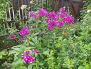 phlox Peacock Purple Bicolor