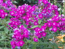phlox Peacock Purple Bicolor