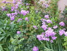 phlox de la mama