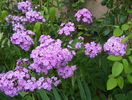 phlox de la mama