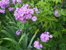 phlox de la mama