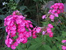 phlox Junior Dance