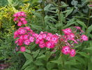 phlox Junior Dance
