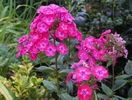 phlox Junior Dance