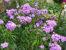 phlox de la mama