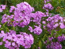 phlox de la mama