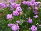 phlox de la mama