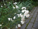 achillea The Pearl