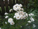 achillea The Pearl